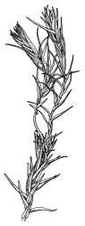 Archidium elatum, habit. Drawn from isotype, H.B. Matthews s.n., Jan. 1931, CHR 500984.
 Image: R.C. Wagstaff © Landcare Research 2014 